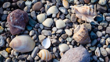 yaz gününde sahilde çakıl taşları ve eski deniz kabukları ile plaj 