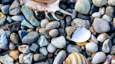 yaz gününde sahilde çakıl taşları ve eski deniz kabukları ile plaj 