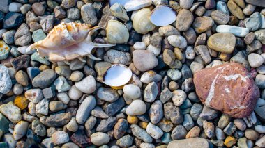 yaz gününde sahilde çakıl taşları ve eski deniz kabukları ile plaj 