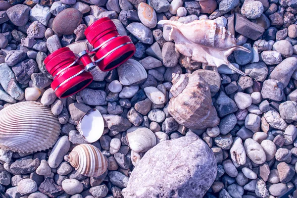 kabukları ile çakıl plajda kırmızı veya pembe dürbün 