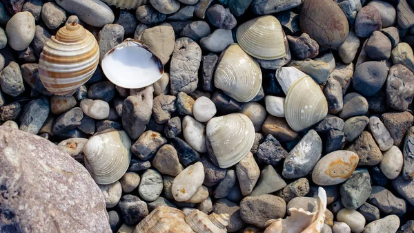 Strand Med Småsten Och Gamla Snäckskal Stranden Sommardag — Stockfoto