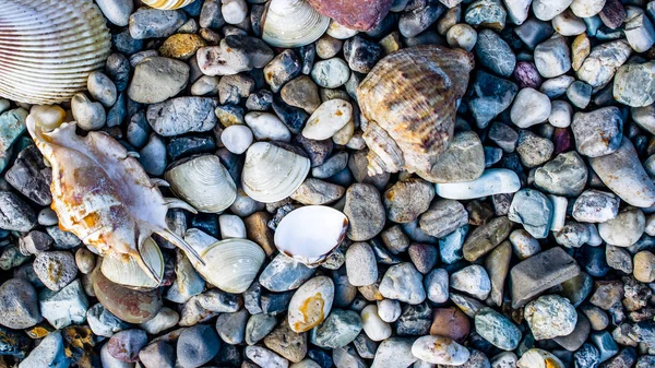 Strand Med Småsten Och Gamla Snäckskal Stranden Sommardag — Stockfoto