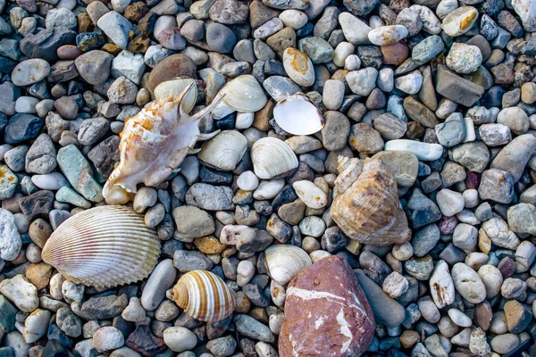 Strand Med Småsten Och Gamla Snäckskal Stranden Sommardag — Stockfoto