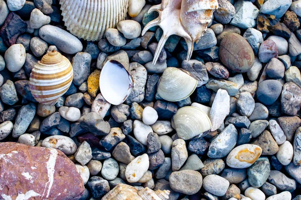 Strand Met Kiezels Oude Schelpen Het Strand Een Zomerdag — Stockfoto