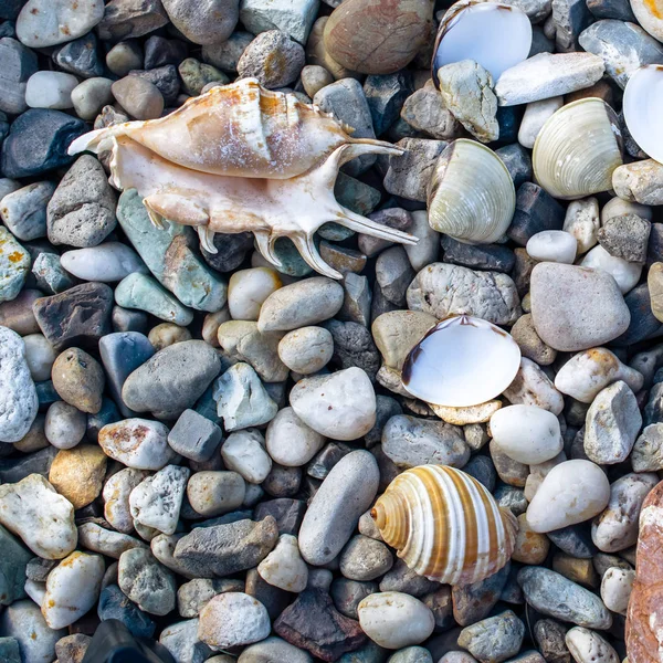 Strand Met Kiezels Oude Schelpen Het Strand Een Zomerdag — Stockfoto