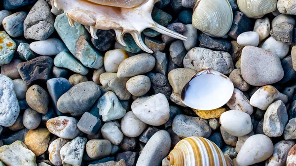 yaz gününde sahilde çakıl taşları ve eski deniz kabukları ile plaj 