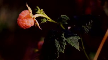 sarı veya portakal ahududu-nadir bir ahududu çeşitliliği 