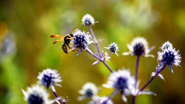 mavi bir çiçek üzerinde güneşli bir yaz gününde WASP nektar toplar 