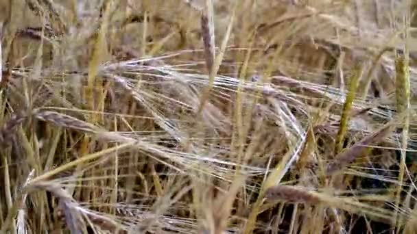 Χωράφι Καχεκτική Σιτάρι Σίκαλη — Αρχείο Βίντεο
