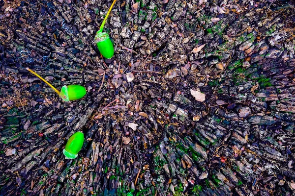 Желуди Дубовые Листья Старом Пне Летнем Парке — стоковое фото