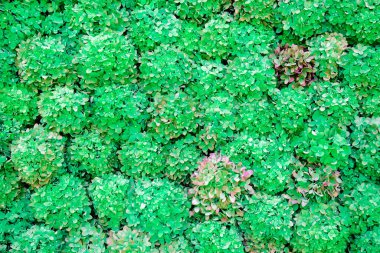 çiçek tatil süslemek için bir ton çiçek duvar 