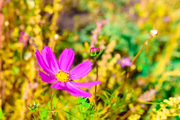 晴れた晴れた日に草の背景に孤独な花の庭のカモミール — ストック写真
