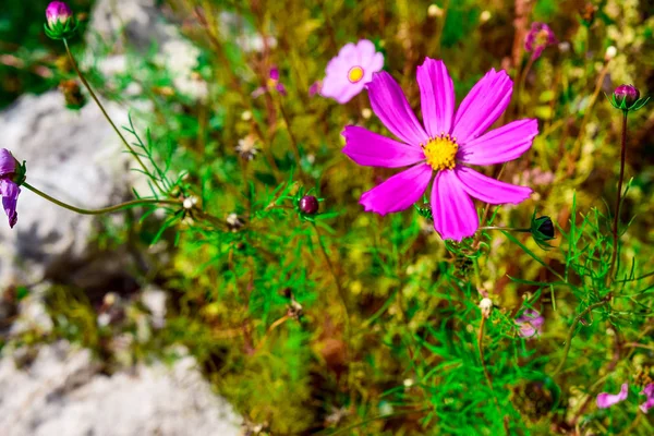 晴れた晴れた日に草の背景に孤独な花の庭のカモミール — ストック写真