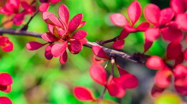 bir Park veya bahçede açık bir Güneşli günde sonbahar çiçekleri 