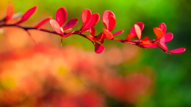 bir Park veya bahçede açık bir Güneşli günde sonbahar çiçekleri 