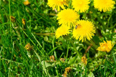 açık bir Güneşli günde bahardoğa 