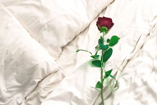 one rose on a white bed