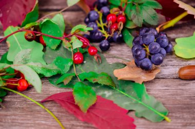 sonbahar-meşe bitkilerin natürmort, gül kalça, üzüm, yaprak 