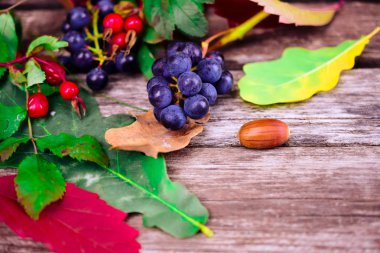 sonbahar-meşe bitkilerin natürmort, gül kalça, üzüm, yaprak 