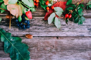 sonbahar-meşe bitkilerin natürmort, gül kalça, üzüm, yaprak 