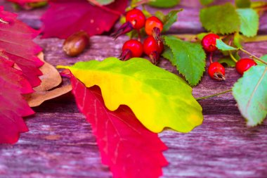 sonbahar-meşe bitkilerin natürmort, gül kalça, üzüm, yaprak 