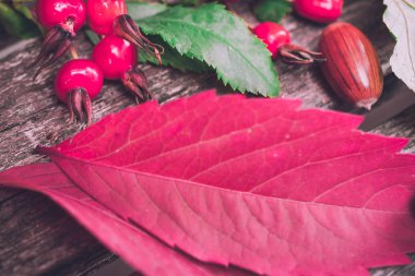 sonbahar-meşe bitkilerin natürmort, gül kalça, üzüm, yaprak 