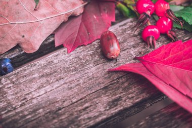 sonbahar-meşe bitkilerin natürmort, gül kalça, üzüm, yaprak 