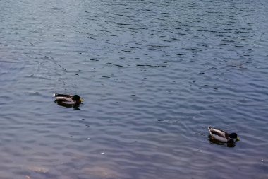 Sonbaharda bulutlu bir günde sudaki ördekler 