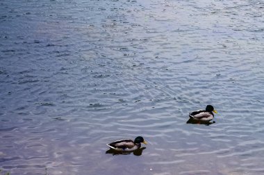 Sonbaharda bulutlu bir günde sudaki ördekler 