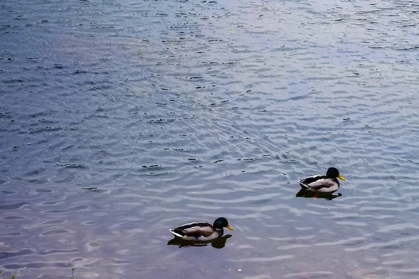 Sonbaharda bulutlu bir günde sudaki ördekler 