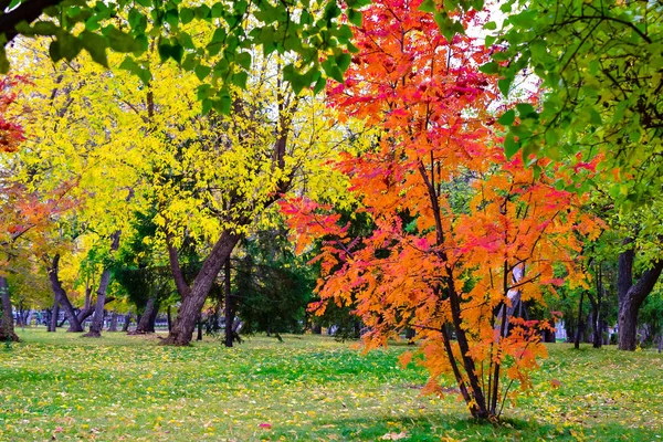 Jesienny Krajobraz Drzewami Żółtymi Czerwonymi Liśćmi — Zdjęcie stockowe