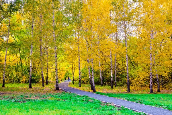 Осенний Пейзаж Деревьями Желтыми Красными Листьями — стоковое фото