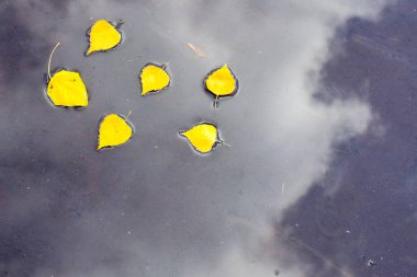 Sarı sonbahar huş ağacı yaprakları bulutların yansıdığı bir su birikintisinde. 