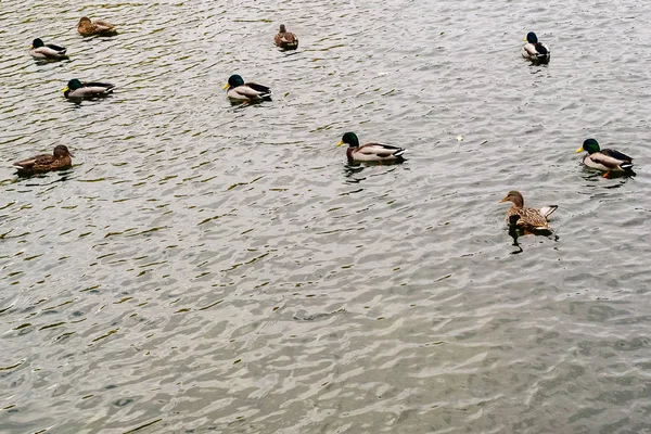 Enten Weibchen Und Erpel Auf Dem Wasser Des Sees Herbstpark — Stockfoto