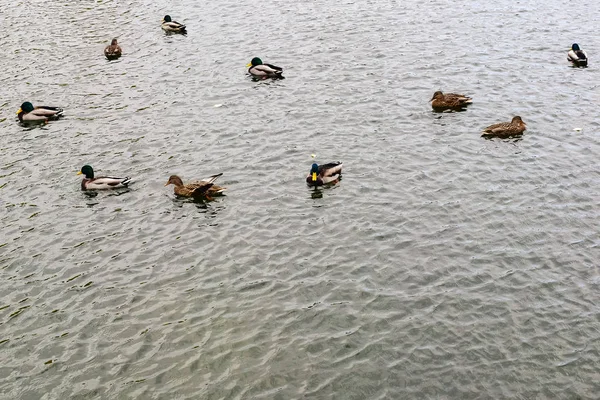 Patos Hembras Dragos Agua Del Lago Parque Otoño — Foto de Stock