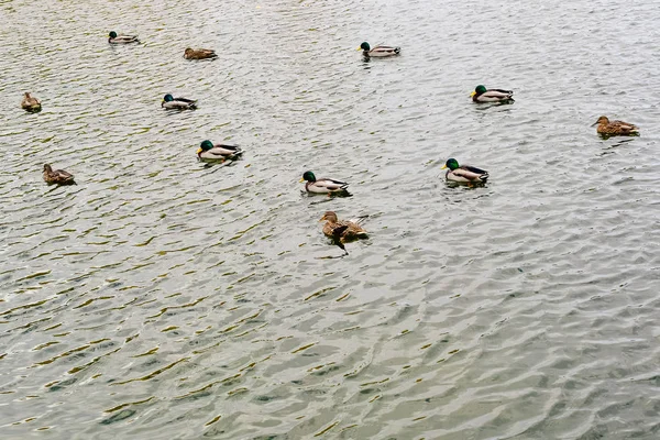 Качок Чоловіків Дрейків Воді Озера Осінньому Парку — стокове фото