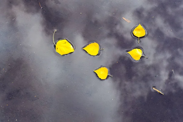 Жовте Осіннє Листя Берези Калюжі Якій Відбиваються Хмари — стокове фото