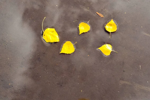 Folhas Vidoeiro Outono Amarelas Uma Poça Qual Nuvens Refletem — Fotografia de Stock