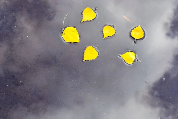 yellow autumn birch leaves in a puddle in which clouds are reflected