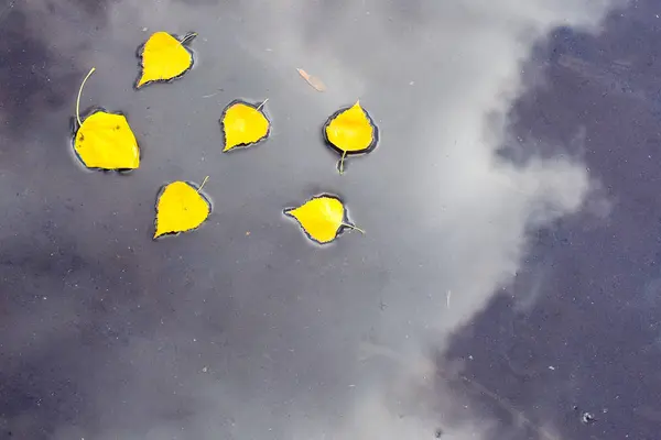 Жовте Осіннє Листя Берези Калюжі Якій Відбиваються Хмари — стокове фото