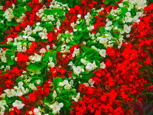 Parque Principios Verano Con Macizos Flores Senderos — Foto de Stock