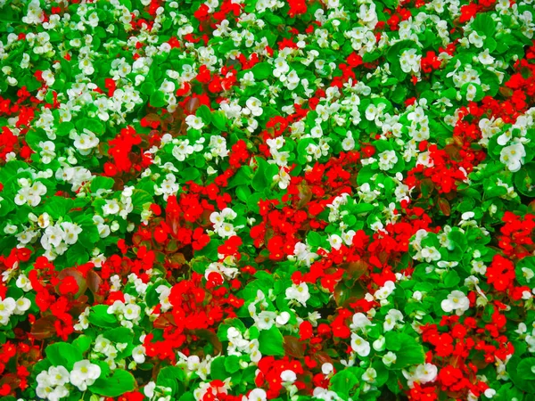 Park Frühsommer Mit Blumenbeeten Und Spazierwegen — Stockfoto