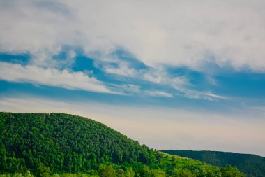 Böğürtlen, bitki ve yaz ortası manzaraları 