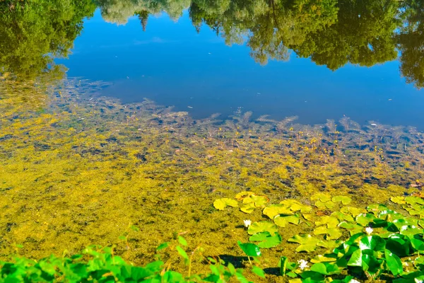 Böğürtlen Bitki Yaz Ortası Manzaraları — Stok fotoğraf