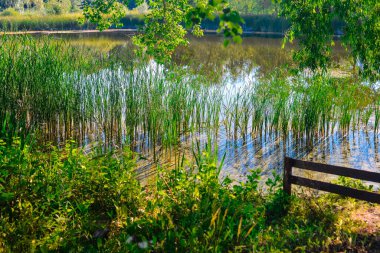 Böğürtlen, bitki ve yaz ortası manzaraları 