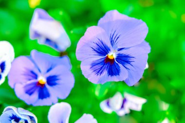 Böğürtlen, bitki ve yaz ortası manzaraları  