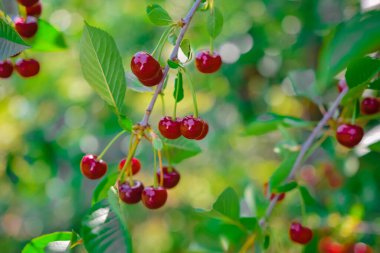 Böğürtlen, bitki ve yaz ortası manzaraları  