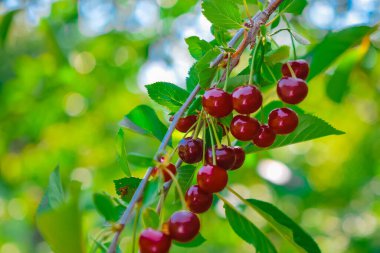 Böğürtlen, bitki ve yaz ortası manzaraları  