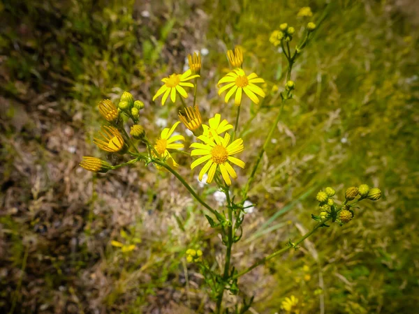 Dekorative Blumen Und Blätter Dekoration Von Straßenfassadenelementen — Stockfoto