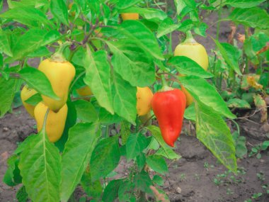 Yazın bahçe, ülke ve orman bitkileri   